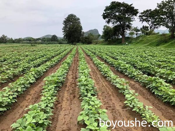 实皆省蒙育瓦县区冬作物各种豆类及菜花作物种植情况